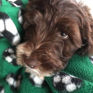 Meet your Posher, Susan